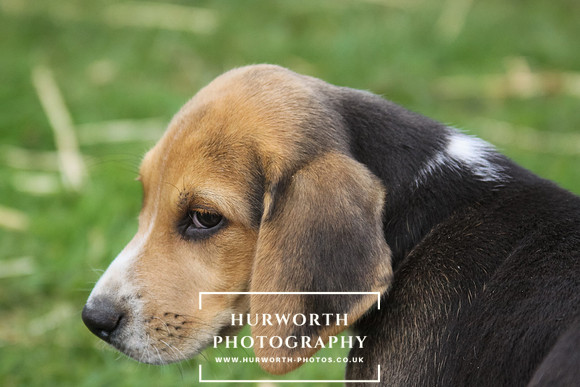 Hurworth Hound Pups 045
