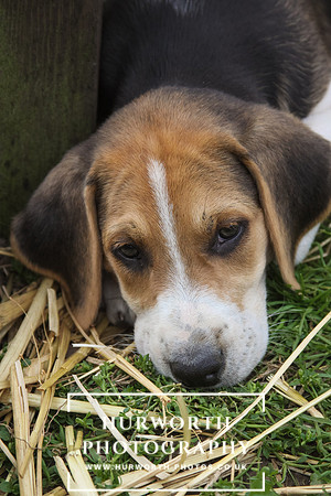 Hurworth Hound Pups 046