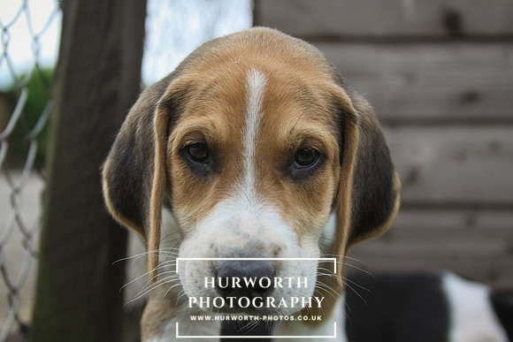 Hurworth Hound Pups 047