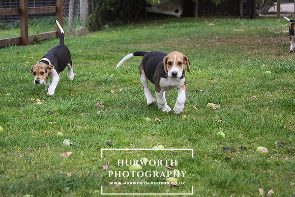 Hurworth Hound Pups 048