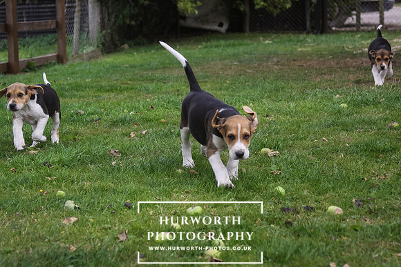 Hurworth Hound Pups 049
