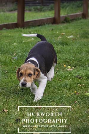Hurworth Hound Pups 050