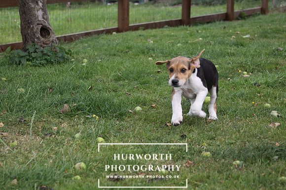 Hurworth Hound Pups 051