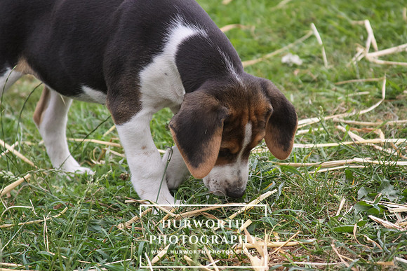 Hurworth Hound Pups 052