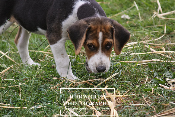Hurworth Hound Pups 053