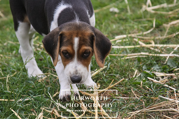 Hurworth Hound Pups 054