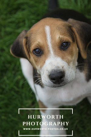 Hurworth Hound Pups 055