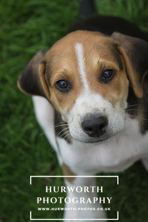 Hurworth Hound Pups 056