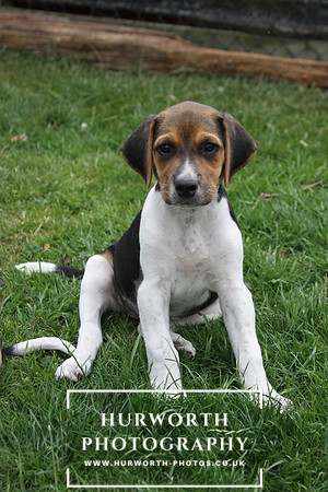 Hurworth Hound Pups 057