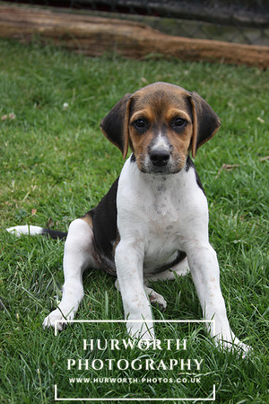 Hurworth Hound Pups 058