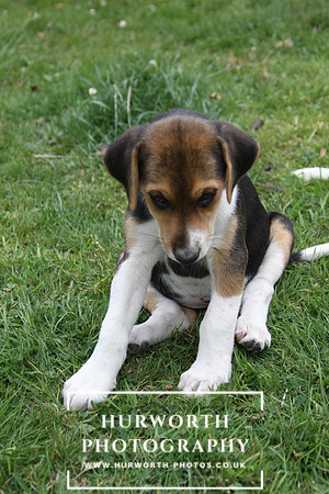 Hurworth Hound Pups 059