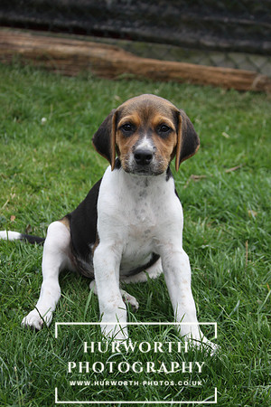 Hurworth Hound Pups 060