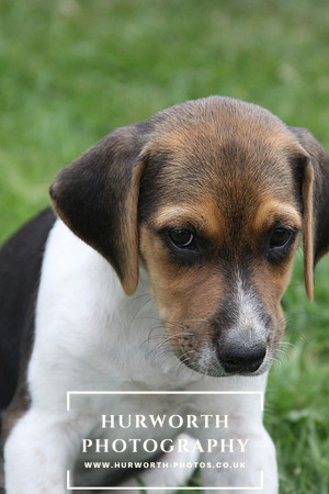 Hurworth Hound Pups 061