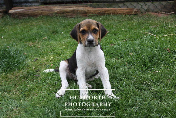 Hurworth Hound Pups 062