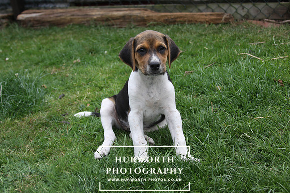 Hurworth Hound Pups 063