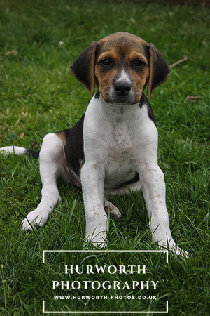 Hurworth Hound Pups 064