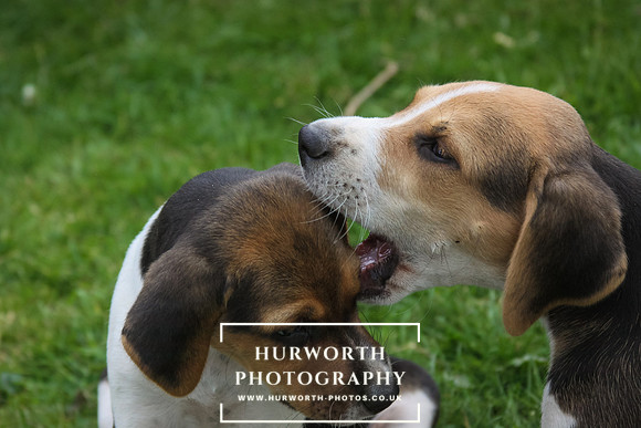 Hurworth Hound Pups 065