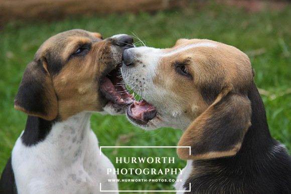 Hurworth Hound Pups 066