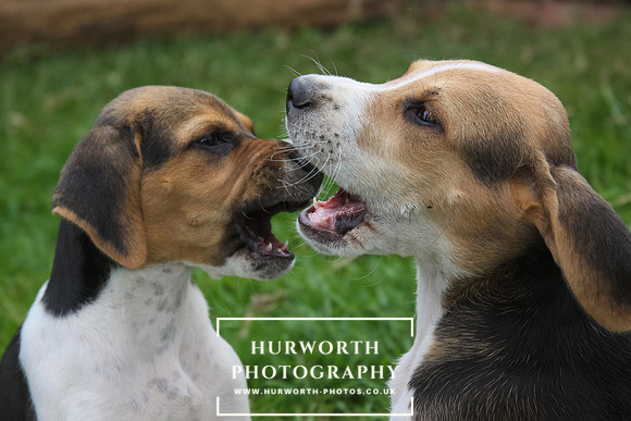 Hurworth Hound Pups 067