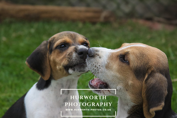 Hurworth Hound Pups 068