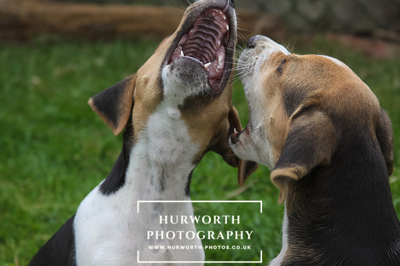 Hurworth Hound Pups 069