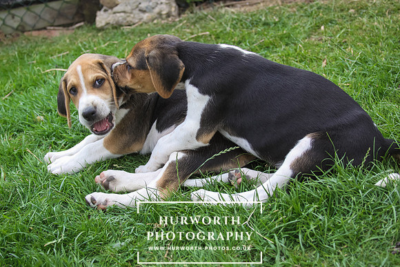 Hurworth Hound Pups 070