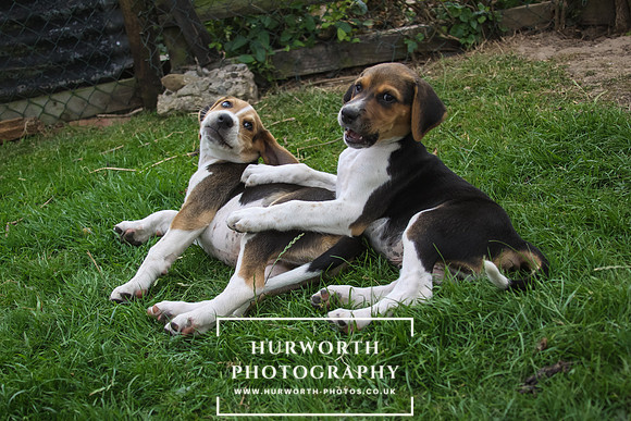 Hurworth Hound Pups 071