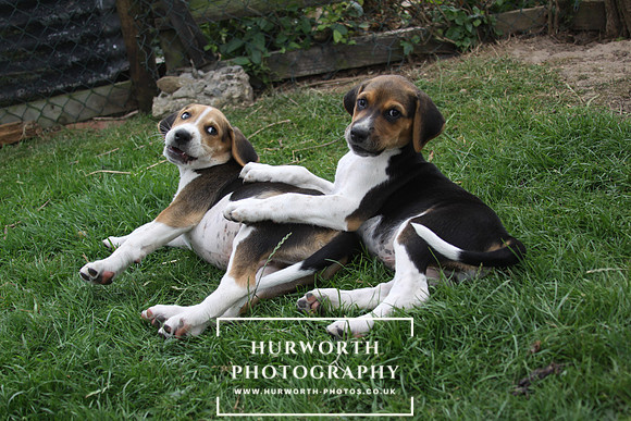 Hurworth Hound Pups 072