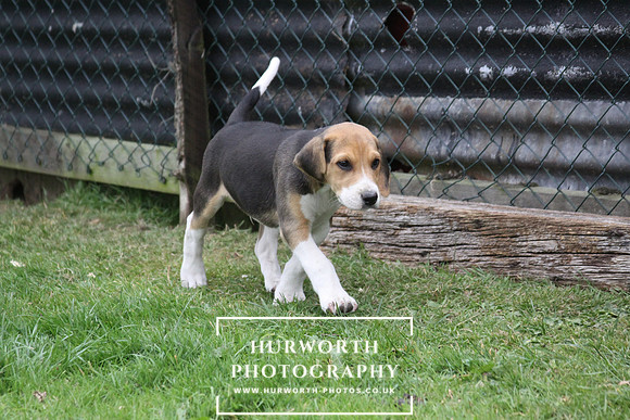 Hurworth Hound Pups 073