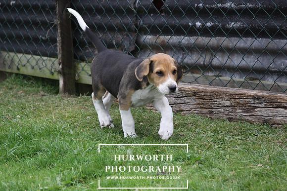 Hurworth Hound Pups 074