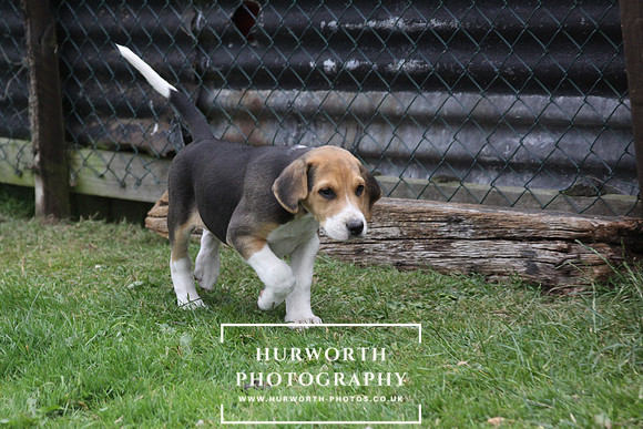 Hurworth Hound Pups 075