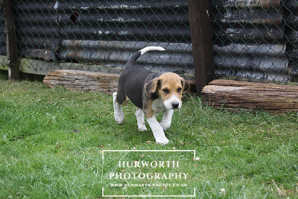 Hurworth Hound Pups 076