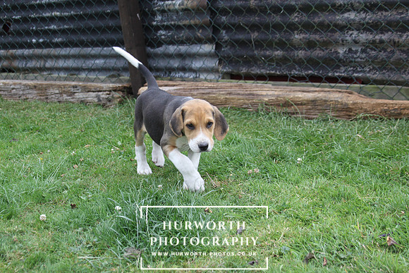 Hurworth Hound Pups 077