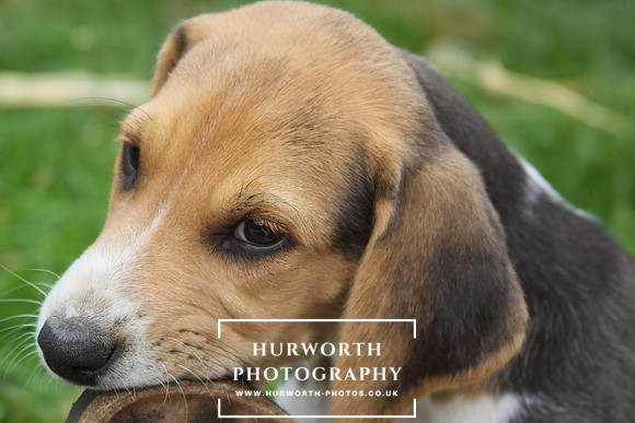 Hurworth Hound Pups 078