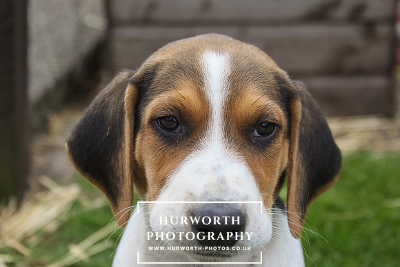 Hurworth Hound Pups 079