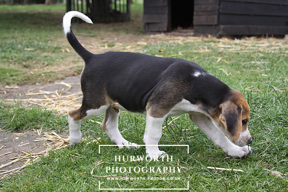 Hurworth Hound Pups 080