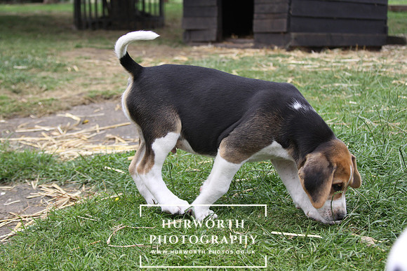 Hurworth Hound Pups 081