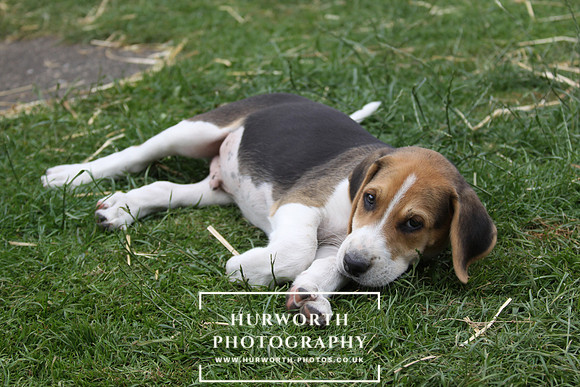 Hurworth Hound Pups 082