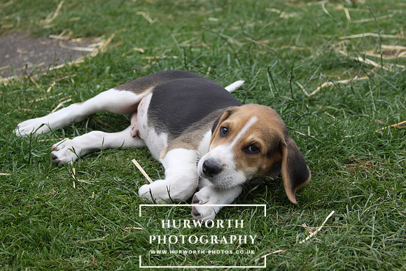 Hurworth Hound Pups 083