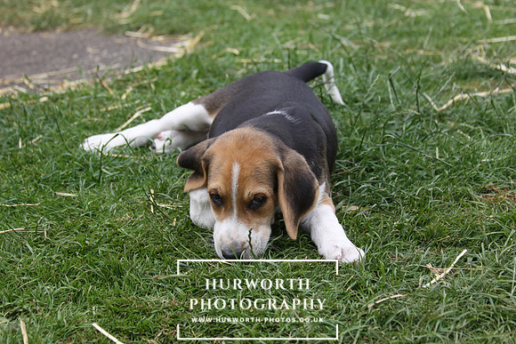 Hurworth Hound Pups 084