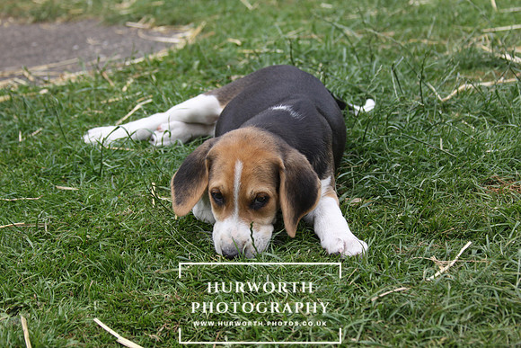 Hurworth Hound Pups 085