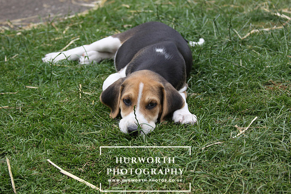 Hurworth Hound Pups 086
