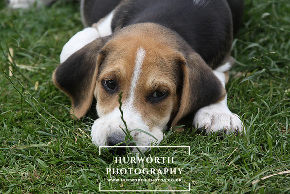 Hurworth Hound Pups 087