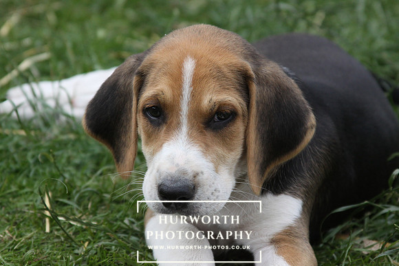 Hurworth Hound Pups 088