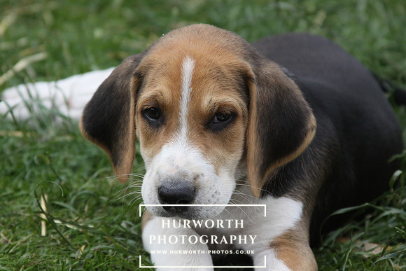 Hurworth Hound Pups 089