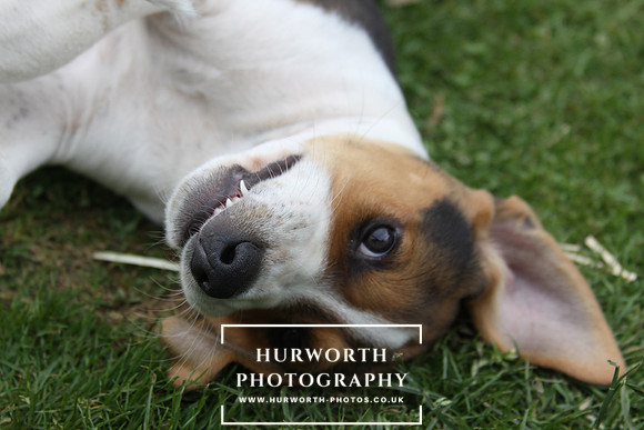 Hurworth Hound Pups 090