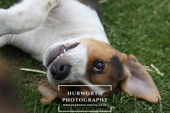 Hurworth Hound Pups 091