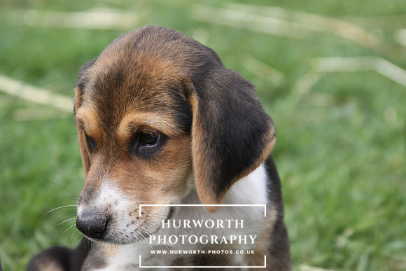 Hurworth Hound Pups 092