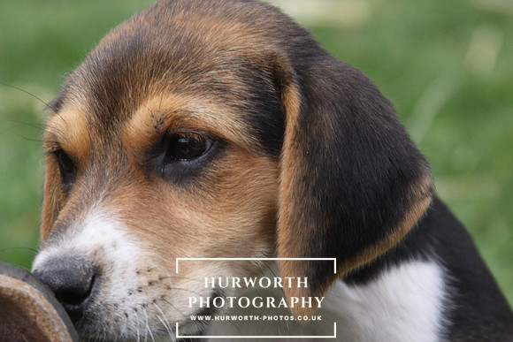Hurworth Hound Pups 093