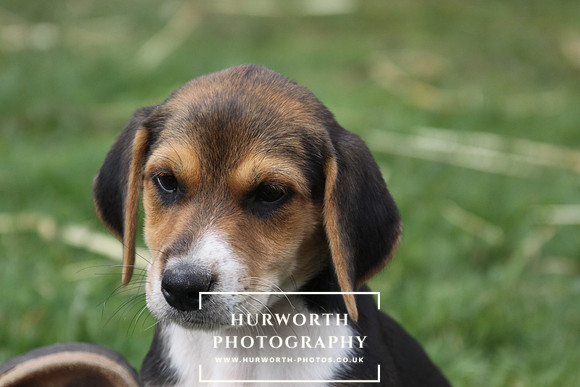Hurworth Hound Pups 094